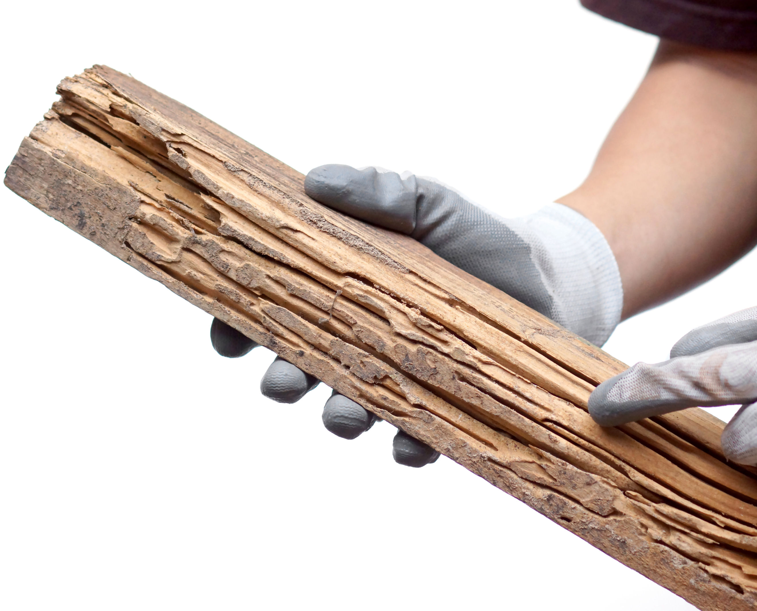 Damage of Wood-eating insects