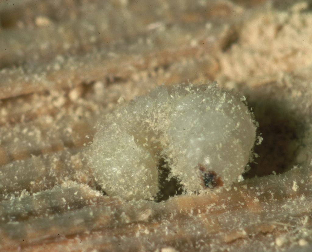 The furniture beetle Groupe Berkem