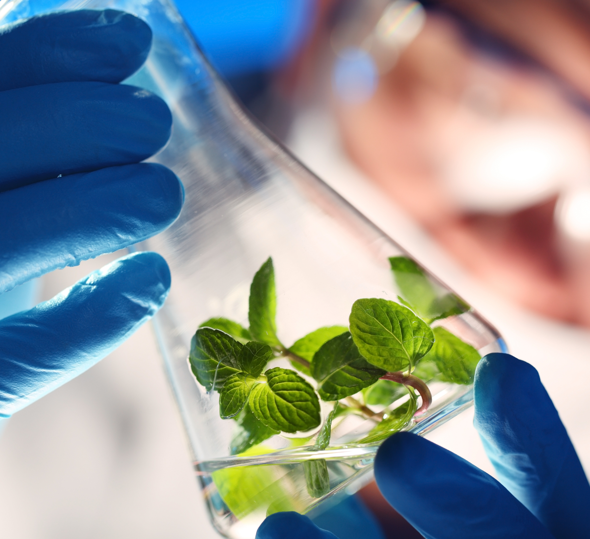 Formulación química en un laboratorio