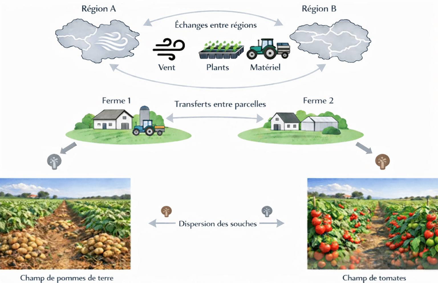 Circulation des souches de mildiou (vent, plants, matériel)