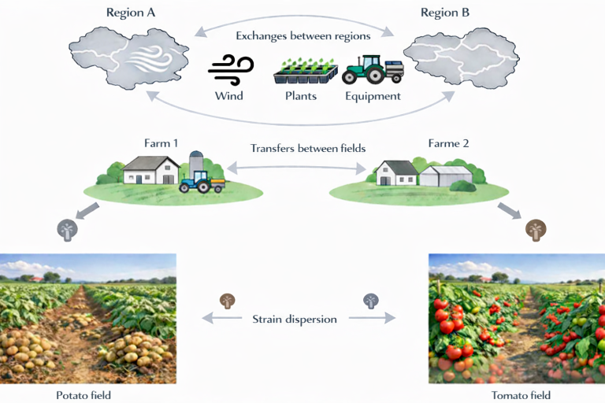 Circulation of late blight strains